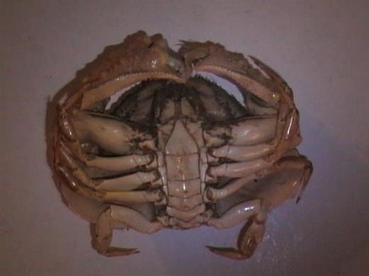 calappa hepatica from Madagascar 05.JPG